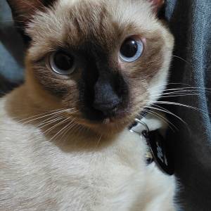 Siamese Cat